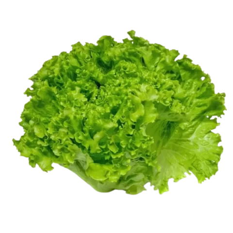 Lechuga Criolla por kg