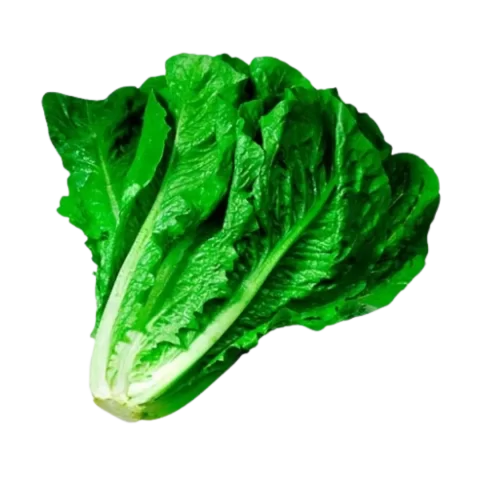 Lechuga Romana por kg