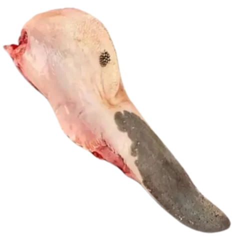 Lengua de Res por und